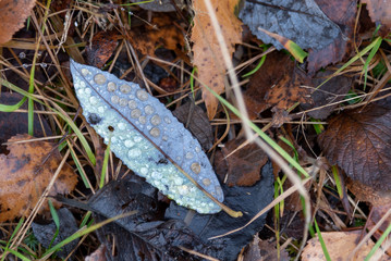 Water drops on a leaf.
