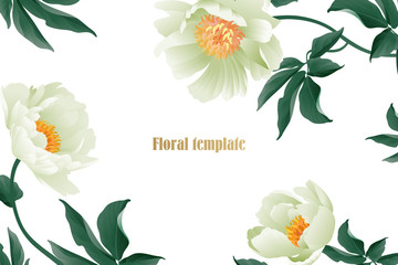 Delicate pastel white garden peonies on white background.