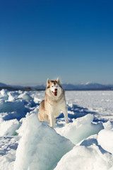 Gorgeous and happy Siberian husky dog standing on ice floe and snow on the frozen sea background.