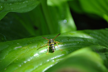 dragonfly on leaf