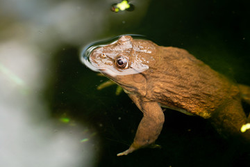 Close-up of brown frog poking its head out of the water pond.