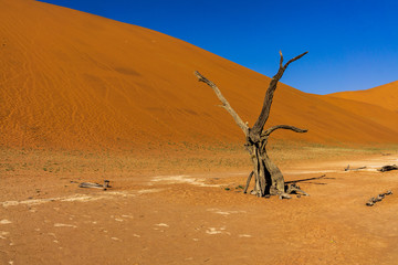 Dead Camelthorn Trees against blue sky in Deadvlei, Sossusvlei. Namib-Naukluft National Park, Namibia, Africa.