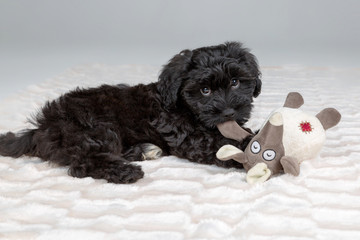 Niedlicher Hunde Welpe spielt mit Stoff Maus auf Kucheldecke