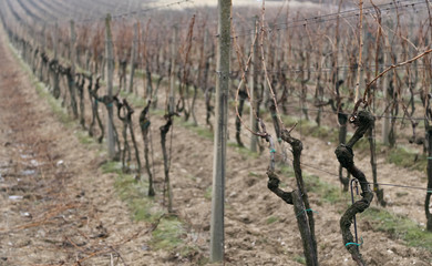 Fototapeta na wymiar Old vine wineyard in winter