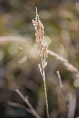 Plant in a frosty morning on a meadow