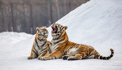 Fototapeta premium Two Siberian (Amur) tigers lie next to each other in a snowy glade. China. Harbin. Mudanjiang province. Hengdaohezi park. Siberian Tiger Park. Winter. Hard frost. (Panthera tgris altaica)