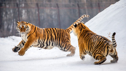 Two Siberian (Amur) tigers play with each other in a snowy glade. China. Harbin. Mudanjiang province. Hengdaohezi park. Siberian Tiger Park. Winter. Hard frost. (Panthera tgris altaica)