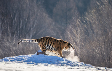 Fototapeta na wymiar Siberian (Amur) tiger is standing on a snowy hill on a background of winter trees. China. Harbin. Mudanjiang province. Hengdaohezi park. Siberian Tiger Park. Winter. Hard frost. (Panthera tgris altaic