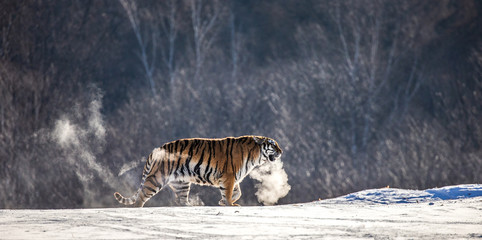 Fototapeta premium Siberian (Amur) tiger walks in a snowy glade in a cloud of steam in a hard frost. Very unusual image. China. Harbin. Mudanjiang province. Hengdaohezi park. Siberian Tiger Park. Winter. (Panthera tgris