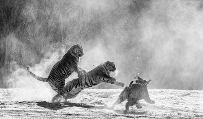 Siberian (Amur) tigers in a snowy glade catch their prey. Very dynamic shot. China. Harbin. Mudanjiang province. Hengdaohezi park. Siberian Tiger Park.  (Panthera tgris altaica)
