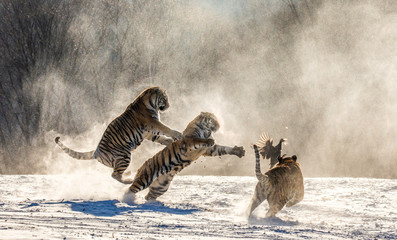 Obraz na płótnie Canvas Siberian (Amur) tigers in a snowy glade catch their prey. Very dynamic shot. China. Harbin. Mudanjiang province. Hengdaohezi park. Siberian Tiger Park. (Panthera tgris altaica)