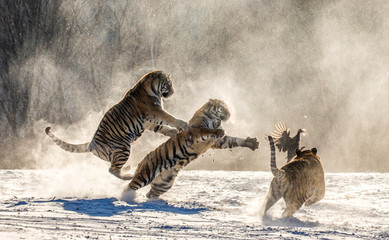 Obraz na płótnie Canvas Siberian (Amur) tigers in a snowy glade catch their prey. Very dynamic shot. China. Harbin. Mudanjiang province. Hengdaohezi park. Siberian Tiger Park. (Panthera tgris altaica)