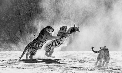 Plakat Siberian (Amur) tigers in a snowy glade catch their prey. Very dynamic shot. China. Harbin. Mudanjiang province. Hengdaohezi park. Siberian Tiger Park. (Panthera tgris altaica)