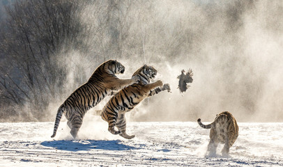 Plakat Siberian (Amur) tigers in a snowy glade catch their prey. Very dynamic shot. China. Harbin. Mudanjiang province. Hengdaohezi park. Siberian Tiger Park. (Panthera tgris altaica)