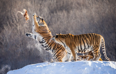 Fototapeta na wymiar Two Siberian(Amur) tigers stand on a snow-covered hill and catch prey. China. Harbin. Mudanjiang province. Hengdaohezi park. Siberian Tiger Park. Winter. Hard frost. (Panthera tgris altaica)