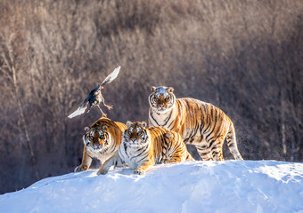 Several siberian (Amur) tigers are standing on a snow-covered hill and catch prey. China. Harbin. Mudanjiang province. Hengdaohezi park. Siberian Tiger Park. Winter. Hard frost. (Panthera tgris altaic