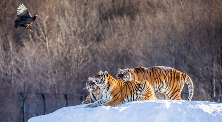 Several siberian (Amur) tigers are standing on a snow-covered hill and catch prey. China. Harbin....