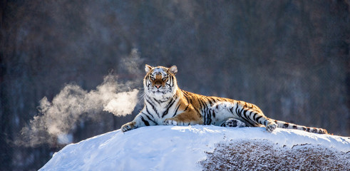 Siberian (Amur) tiger lying on a snow-covered hill. China. Harbin. Mudanjiang province. Hengdaohezi park. Siberian Tiger Park. Winter. Hard frost. (Panthera tgris altaica) © gudkovandrey