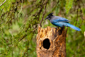 Stellar Jay on a Tree Trunk