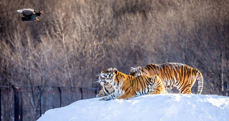 Several siberian (Amur) tigers are standing on a snow-covered hill and catch prey. China. Harbin....