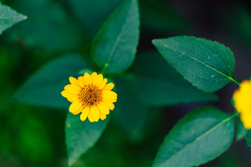 Isolated Yellow Flower in Garden With Blurred Background and Free Space for Text - Sunny Autumn Day