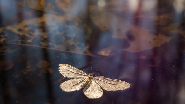 Cinemagraph of dead moth floating