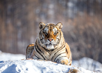 Siberian (Amur) tiger lying on a snow-covered hill. China. Harbin. Mudanjiang province. Hengdaohezi park. Siberian Tiger Park. Winter. Hard frost. (Panthera tgris altaica)