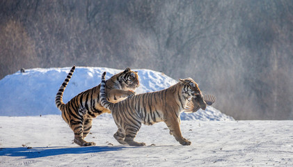Siberian (Amur) tigers in a snowy glade catch their prey. Very dynamic shot. China. Harbin....