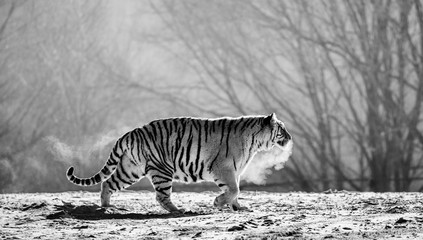 Fototapeta na wymiar Siberian (Amur) tiger walks in a snowy glade in a cloud of steam in a hard frost. Very unusual image. China. Harbin. Mudanjiang province. Hengdaohezi park. Siberian Tiger Park. Winter. (Panthera tgris