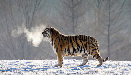 Fototapeta premium Siberian (Amur) tiger walks in a snowy glade in a cloud of steam in a hard frost. Very unusual image. China. Harbin. Mudanjiang province. Hengdaohezi park. Siberian Tiger Park. Winter. (Panthera tgris