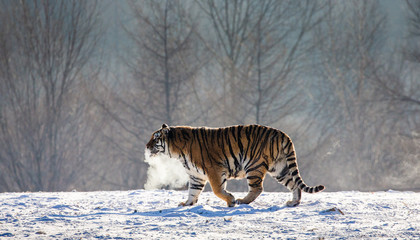 Obraz na płótnie Canvas Siberian (Amur) tiger walks in a snowy glade in a cloud of steam in a hard frost. Very unusual image. China. Harbin. Mudanjiang province. Hengdaohezi park. Siberian Tiger Park. Winter. (Panthera tgris