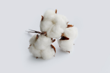 cotton buds on white background