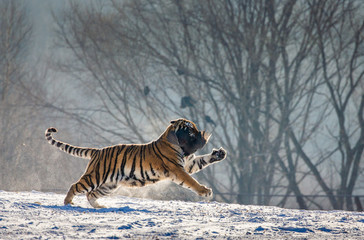 Obraz na płótnie Canvas Siberian (Amur) Tiger running in the snow and catch their prey. Very dynamic photo. China. Harbin. Mudanjiang province. Hengdaohezi park. Siberian Tiger Park. Winter. Hard frost. (Panthera tgris altai