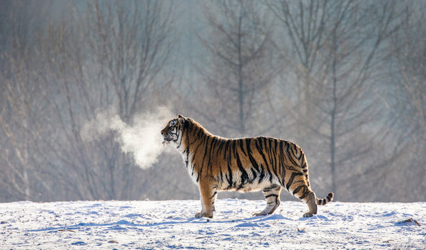 Siberian (Amur) tiger walks in a snowy glade in a cloud of steam in a hard frost. Very unusual image. China. Harbin. Mudanjiang province. Hengdaohezi park. Siberian Tiger Park. Winter. (Panthera tgris