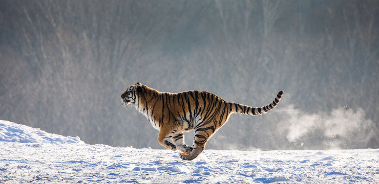 Siberian (Amur) Tiger running in the snow. Very dynamic photo. China. Harbin. Mudanjiang province. Hengdaohezi park. Siberian Tiger Park. Winter. Hard frost. (Panthera tgris altai