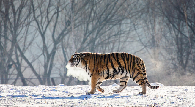 Siberian (Amur) tiger walks in a snowy glade in a cloud of steam in a hard frost. Very unusual image. China. Harbin. Mudanjiang province. Hengdaohezi park. Siberian Tiger Park. Winter. (Panthera tgris