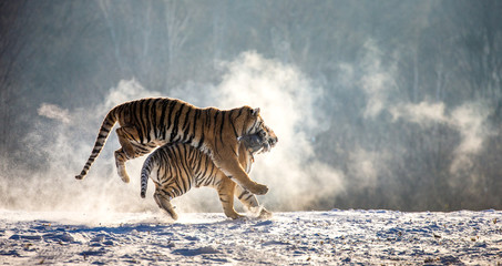 Fototapeta premium Syberyjskie (Amur) tygrysy na śnieżnej polanie łapią swoją zdobycz. Bardzo dynamiczny strzał. Chiny. Harbin. Prowincja Mudanjiang. Park Hengdaohezi. Park Tygrysów Syberyjskich.
