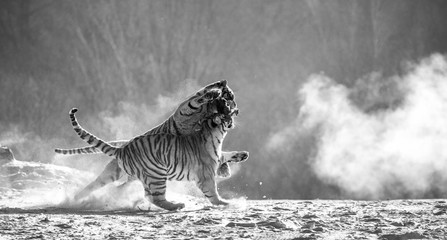 Siberian (Amur) tigers in a snowy glade catch their prey. Very dynamic shot. Black and white. China. Harbin. Mudanjiang province. Hengdaohezi park. Siberian Tiger Park.
