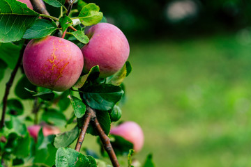 Tree Branches Full of Red Fresh Apples in the Garden, Vegetation Background - Sunny Autumn Day