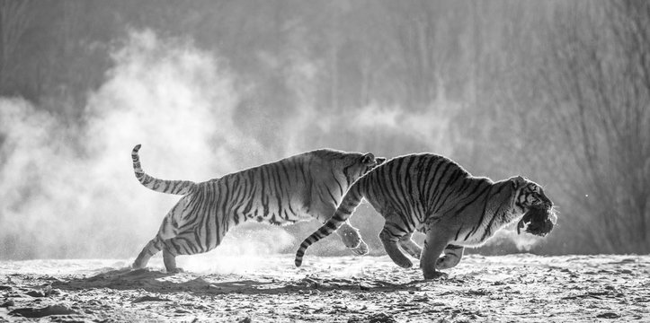 Siberian (Amur) tigers in a snowy glade catch their prey. Very dynamic shot. Black and white. China. Harbin. Mudanjiang province. Hengdaohezi park. Siberian Tiger Park.