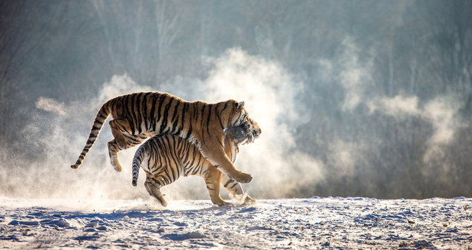 Siberian (Amur) tigers in a snowy glade catch their prey. Very dynamic shot. China. Harbin. Mudanjiang province. Hengdaohezi park. Siberian Tiger Park.