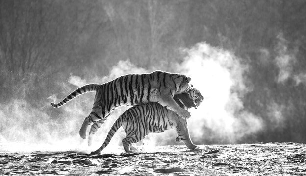 Siberian (Amur) tigers in a snowy glade catch their prey. Very dynamic shot. Black and white. China. Harbin. Mudanjiang province. Hengdaohezi park. Siberian Tiger Park.