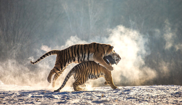 Siberian (Amur) tigers in a snowy glade catch their prey. Very dynamic shot. China. Harbin. Mudanjiang province. Hengdaohezi park. Siberian Tiger Park.
