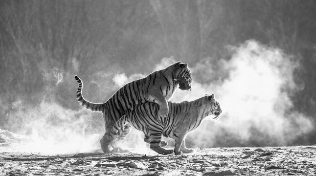 Siberian (Amur) tigers in a snowy glade catch their prey. Very dynamic shot. Black and white. China. Harbin. Mudanjiang province. Hengdaohezi park. Siberian Tiger Park.