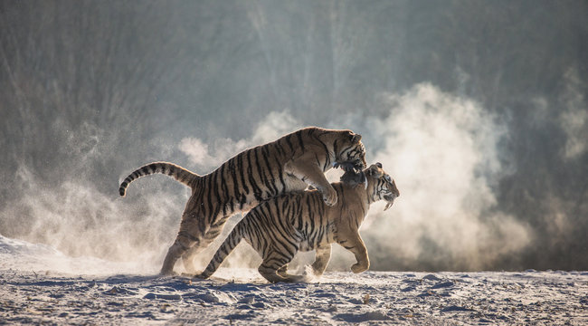 Siberian (Amur) tigers in a snowy glade catch their prey. Very dynamic shot. China. Harbin. Mudanjiang province. Hengdaohezi park. Siberian Tiger Park.