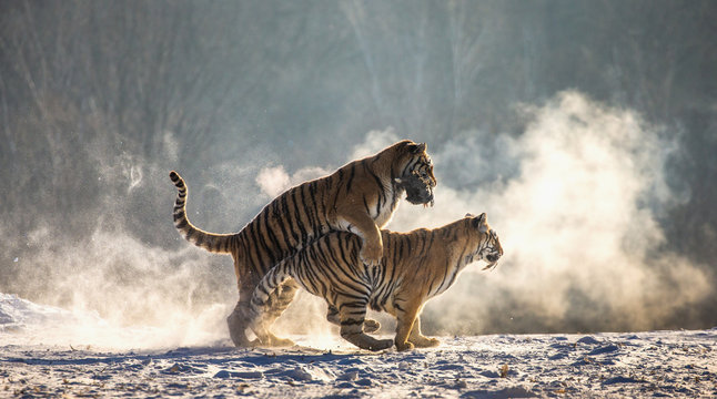 Siberian (Amur) tigers in a snowy glade catch their prey. Very dynamic shot. China. Harbin. Mudanjiang province. Hengdaohezi park. Siberian Tiger Park.
