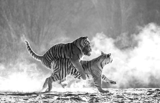 Siberian (Amur) tigers in a snowy glade catch their prey. Very dynamic shot. Black and white. China. Harbin. Mudanjiang province. Hengdaohezi park. Siberian Tiger Park.