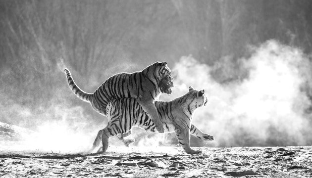 Siberian (Amur) tigers in a snowy glade catch their prey. Very dynamic shot. Black and white. China. Harbin. Mudanjiang province. Hengdaohezi park. Siberian Tiger Park.