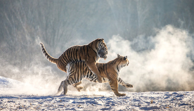Siberian (Amur) tigers in a snowy glade catch their prey. Very dynamic shot. China. Harbin. Mudanjiang province. Hengdaohezi park. Siberian Tiger Park.