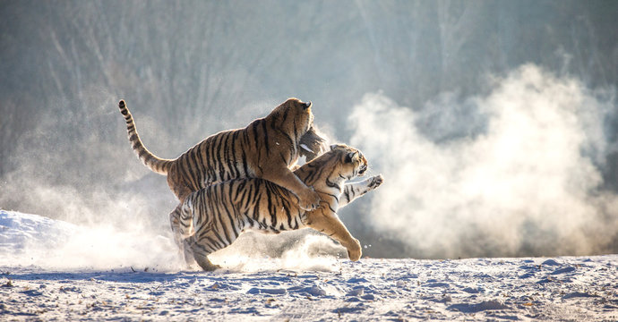 Siberian (Amur) tigers in a snowy glade catch their prey. Very dynamic shot. China. Harbin. Mudanjiang province. Hengdaohezi park. Siberian Tiger Park.